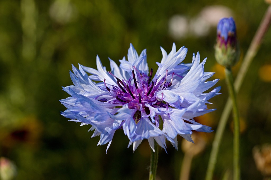 akkerranden akkerrand bloem bloemen flora hdr polder gewas landbouw biodiversiteit landschap cannabis wiet marihuana hasj hennep